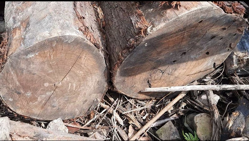 Lang Son: Rung dau nguon bi 