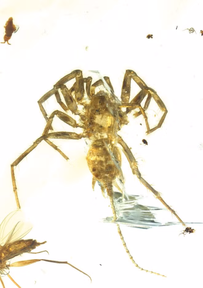 Con nhen co dai 380 trieu nam khien nhieu nguoi phai chet khiep