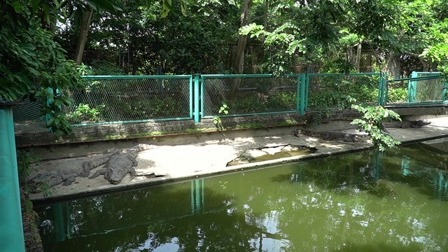 Vua ca sau dat Bac nguy kho, moi thang lo 200 trieu-Hinh-2