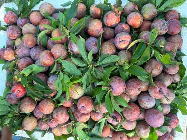 Mận hậu Sơn La trái mùa “đắt như tôm tươi“ Man hau Son La trai mua “dat nhu tom tuoi“