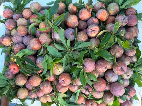 Mận hậu Sơn La trái mùa “đắt như tôm tươi“ Man hau Son La trai mua “dat nhu tom tuoi“