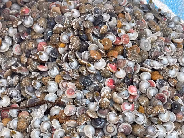 Ngu dan bo tui “tien trieu” moi ngay nho cao oc gao-Hinh-2