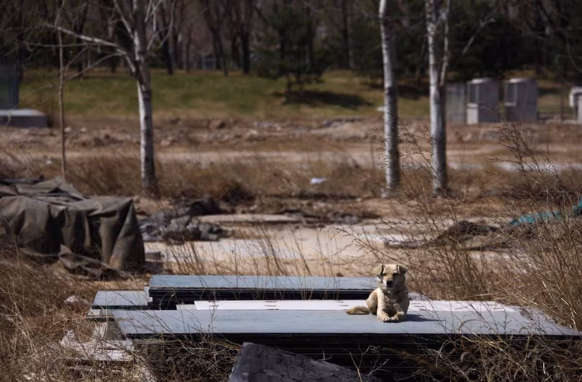Một chú chó nằm yên ở khu vực - nơi từng diễn ra các trận đấu bóng chày sôi nổi.