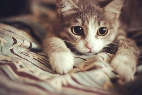 Một bảo tàng ở Nga đã "chiêu mộ" những con mèo để bảo vệ các tác phẩm nghệ thuật khỏi sự tấn công của các loài gậm nhấm.