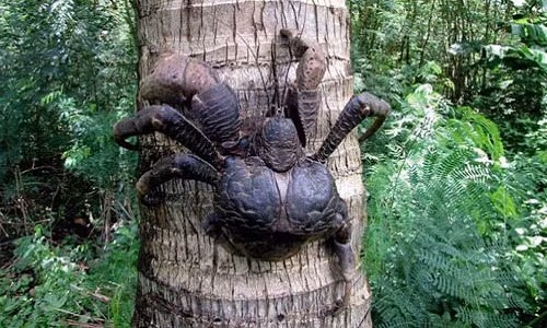 Kinh khiep voi luc kep manh cua cua dua khong lo