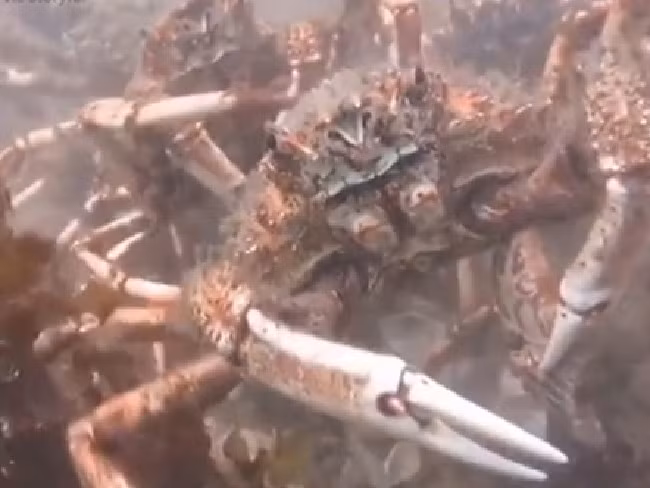 Hai hung loai cua nhen xe xac bach tuoc duoi day bien-Hinh-2