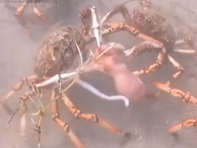 Hai hung loai cua nhen xe xac bach tuoc duoi day bien