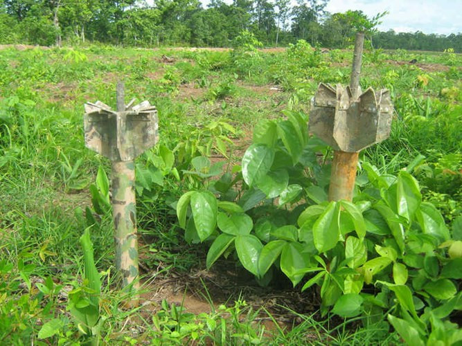 Loại máy được biết đến nhiều nhất, thường được gọi là "cây nhiệt đới" (ADSID hay Air Delivered Seismic Intrusion Detector), được thả từ trên máy bay để đầu nhọn có cảm biến địa chấn cắm vào trong đất.