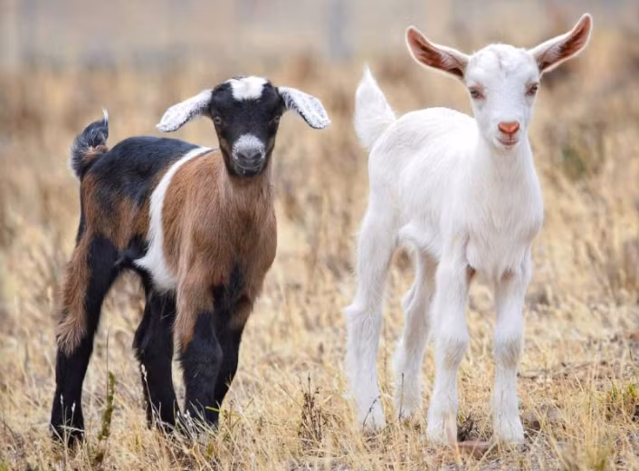 Ông thậm chí cho nuôi hai chú dê Nanny và Nanko trong Nhà Trắng. Ảnh: ATI.