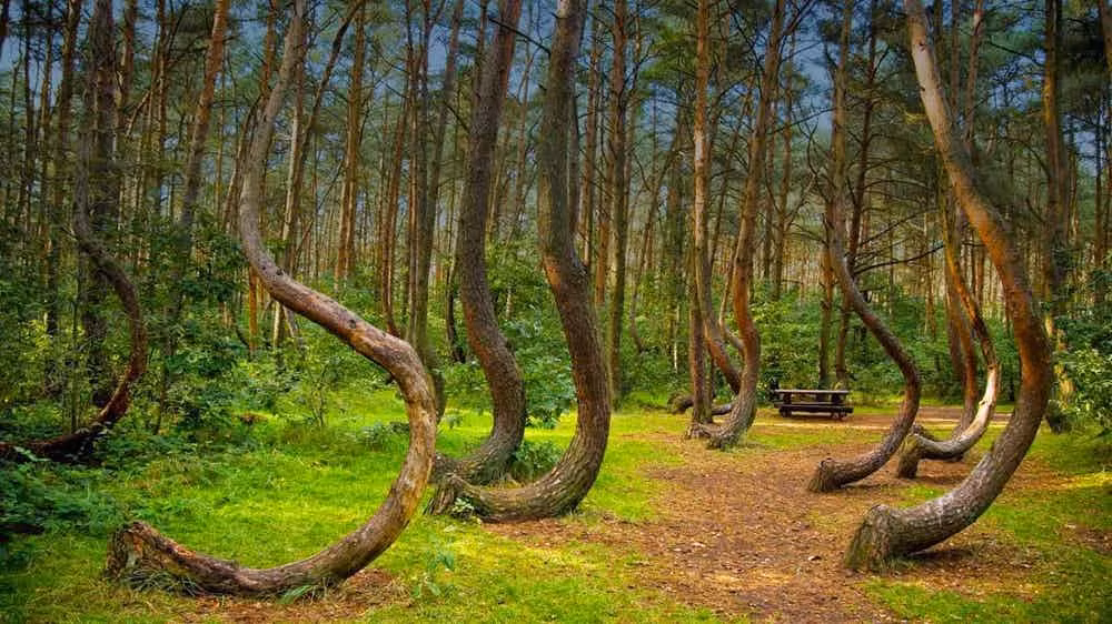 Khu rừng Hoia Baciu nằm gần thành phố Cluj-Napoca (Romania) là một trong những địa điểm đáng sợ nhất thế giới. Theo The Richest, du khách tới thăm khu rừng này cho biết, họ luôn cảm thấy lo sợ mà không rõ vì lý do gì. Có người kể rằng họ thường nhìn thấy ánh sáng kỳ lạ hay nghe thấy tiếng ồn không thể giải thích được phát ra từ khu rừng này vào ban đêm. Ảnh: The Richest.