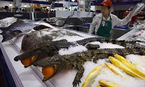 Cá sấu đông lạnh là một trong những món hàng độc dị được bày bán trong siêu thị Walmart tại Trung Quốc. Theo Wikipedia, Walmart là một trong những công ty lớn nhất thế giới (theo doanh số), theo công bố của Fortune 500 năm 2007. Ảnh: The Richest.