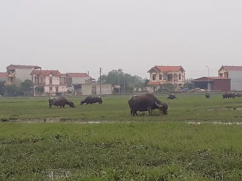 Mỗi con trâu, bò được các hộ chăn nuôi chăn thả trên cánh đồng ở xã Thiệu Dương, TP Thanh Hóa đều phải đóng phí 100 ngàn đồng/con.
