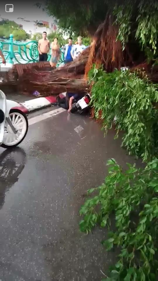 Được biết, cây đổ là loại cây xanh, gốc cổ thụ, có rất nhiều rễ trùm bám đất sâu rộng. Tuy nhiên, do cây trồng trên vỉa hè đường phía dưới có nhiều hệ thống cáp ngầm, cộng với mấy ngày qua mưa liên tục làm mềm nền đất dưới gốc và khi gặp gió giật mạnh cây đã không trụ được, bất ngờ đổ.