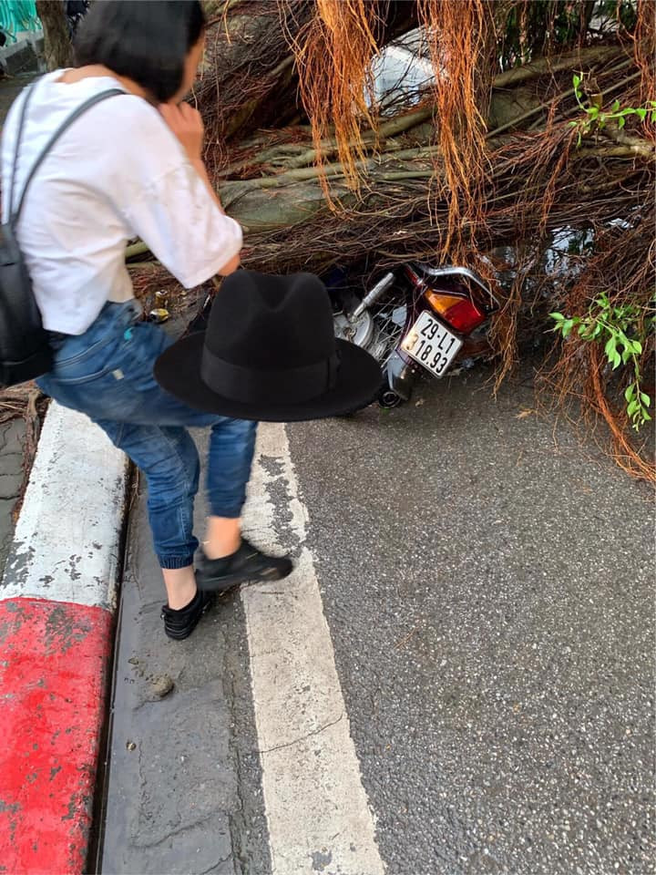 Vụ đổ cây làm người dân bàng hoàng.