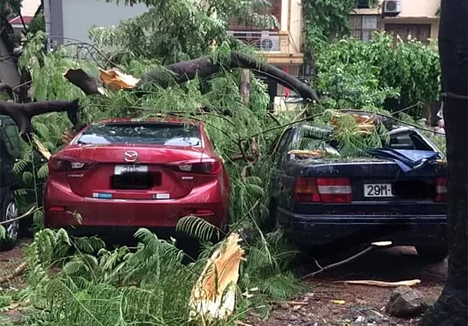Cây đổ trên đường Thụy Khuê đè bẹp nhiều ôtô đỗ trên vỉa hè.