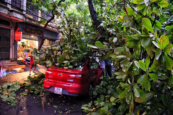 Các tuyến đường ven hồ Tây, đường Thanh Niên… đều có cây đổ gây cản trở giao thông.