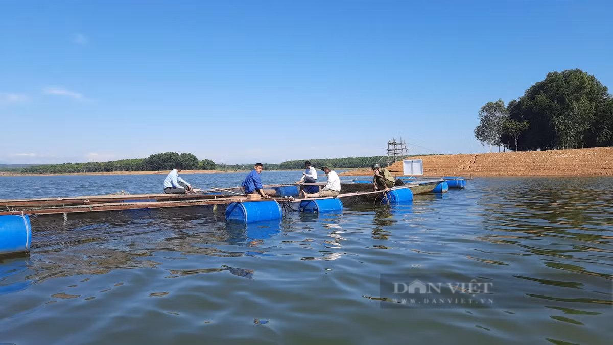 Quang Tri: Ban 85.000 dong/kg hut hang tu viec nuoi ca leo-Hinh-2