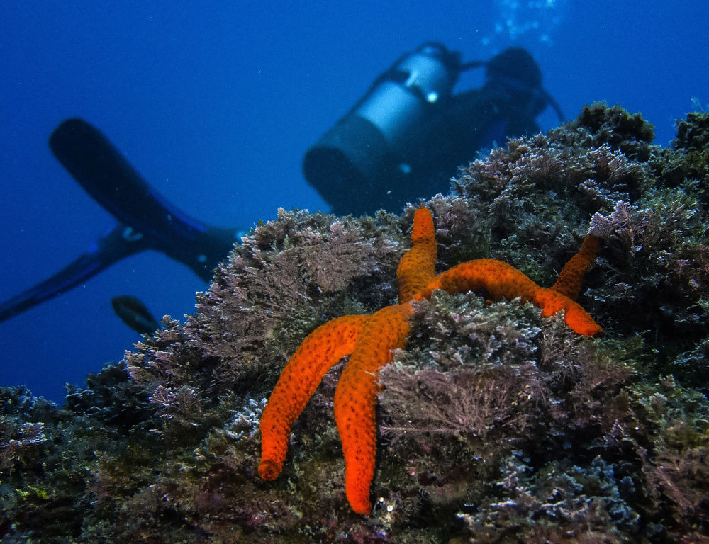 Sao biển dưới đáy biển đảo Gran Salamanca gần Marseille, miền Nam nước Pháp