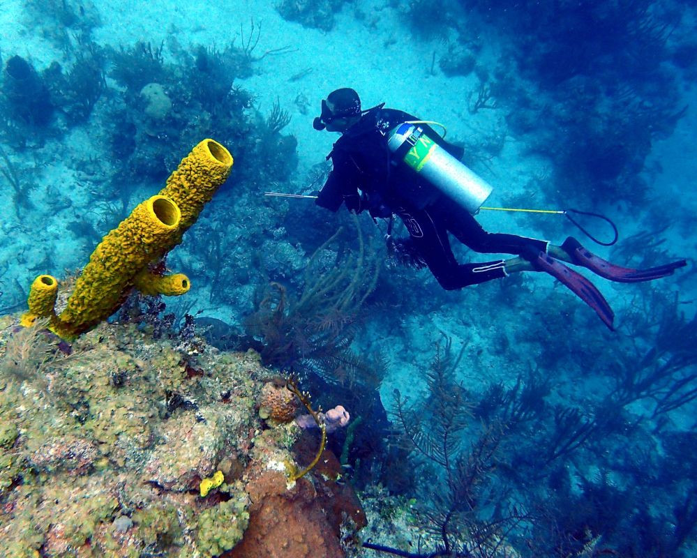 Thợ lặn bơi qua đám bọt biển ở Belize