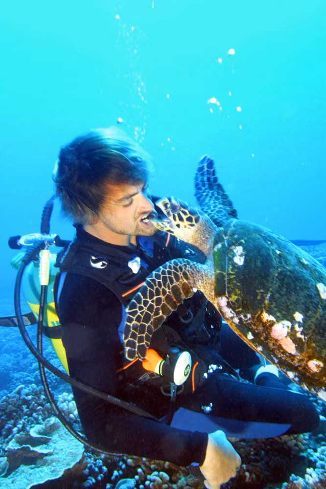 Nhân ngày Hàng hải thế giới, hãng thông tấn Sputnik của Nga đã chọn lọc một loạt bức ảnh về sự tương tác đáng kinh ngạc giữa sinh vật biển với con người. Thợ lặn cho rùa ăn ở ngoài khơi đảo Moorea, Polynesia thuộc Pháp