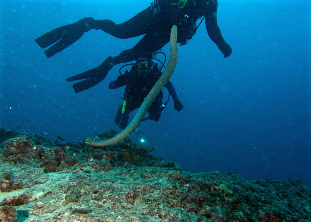 Rắn biển và những người thợ lặn