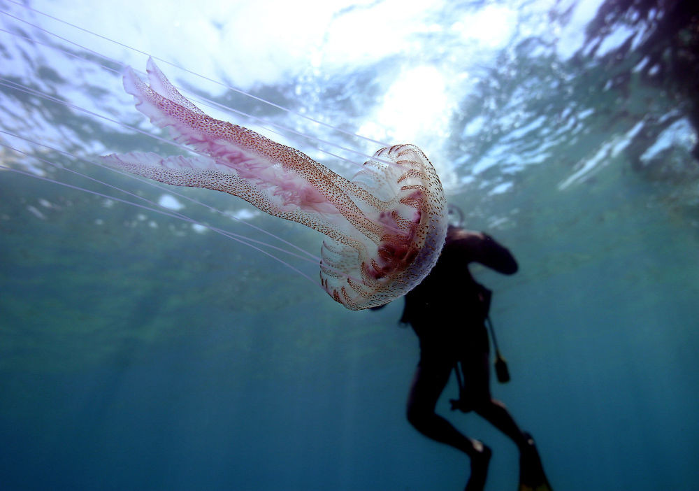  Đồng thời, đây cũng là dịp để nhấn mạnh vai trò đặt biệt của Tổ chức Hàng hải quốc tế (IMO) đối với ngành vận tải biển trên toàn thế giới. Ngày Hàng hải thế giới lần đầu tiên được tổ chức vào 17/3/1978. Từ đó, mỗi năm, Ngày Hàng hải thế giới đều có chủ đề riêng, được xuyên suốt trong năm hoạt động của IMO. Ảnh: Con sứa bơi cạnh người thợ lặn gần Kemer, Thổ Nhĩ Kỳ