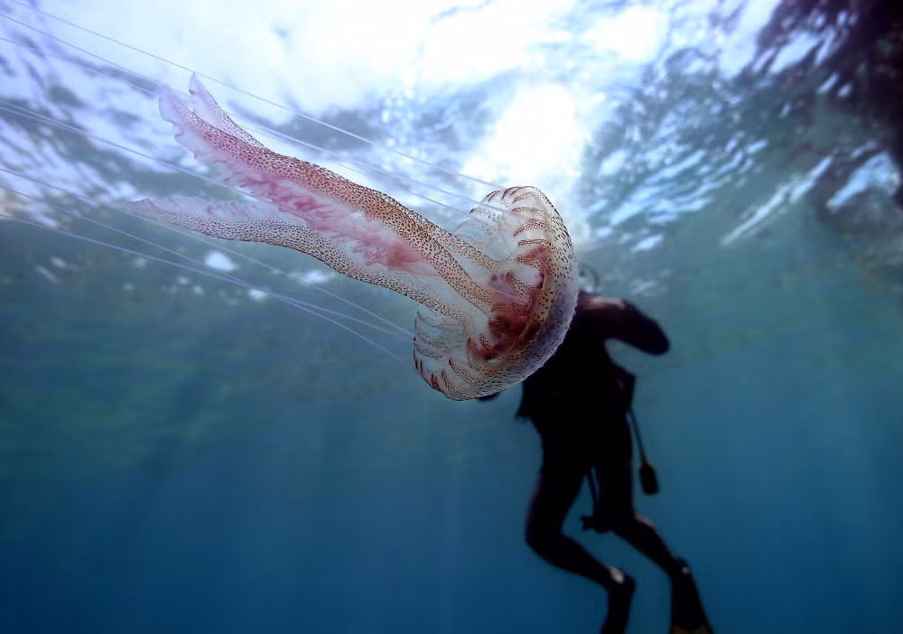  Đồng thời, đây cũng là dịp để nhấn mạnh vai trò đặt biệt của Tổ chức Hàng hải quốc tế (IMO) đối với ngành vận tải biển trên toàn thế giới. Ngày Hàng hải thế giới lần đầu tiên được tổ chức vào 17/3/1978. Từ đó, mỗi năm, Ngày Hàng hải thế giới đều có chủ đề riêng, được xuyên suốt trong năm hoạt động của IMO. Ảnh: Con sứa bơi cạnh người thợ lặn gần Kemer, Thổ Nhĩ Kỳ