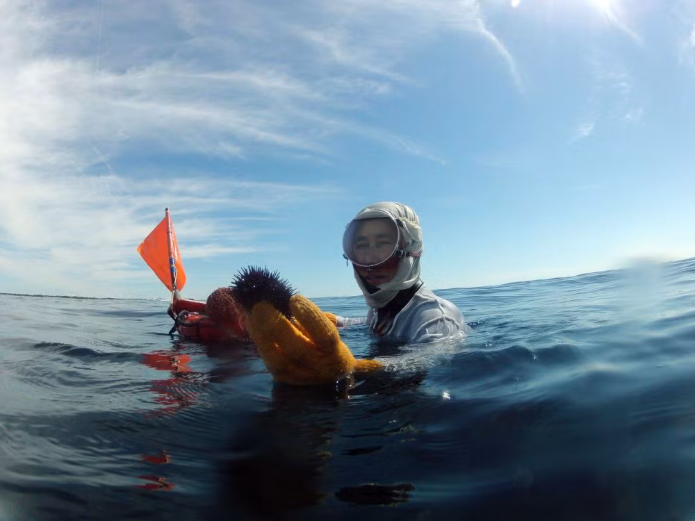 Nữ thợ lặn cầm con nhím biển bắt được ở đáy biển