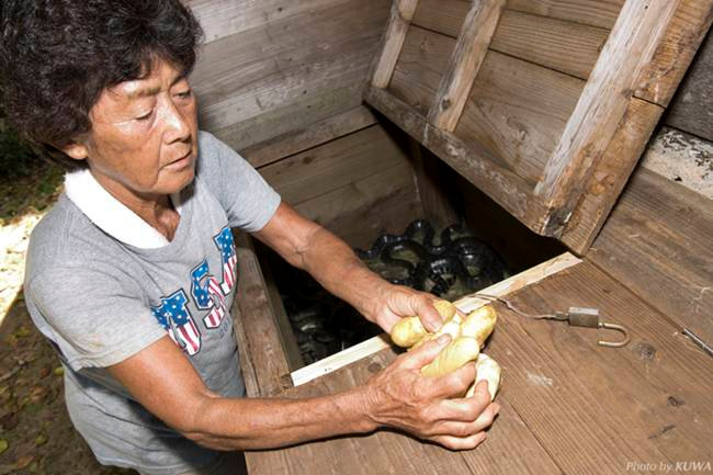 Yoko Fukuchi và Setsuko Kohagura là 2 người vẫn bắt rắn biển theo cách truyền thống.