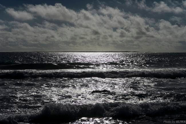 Mỗi năm chỉ có vài tháng có thể thu hoạch rắn biển để dùng làm súp.