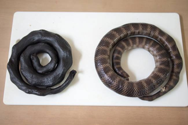 Một số clip trên Internet cho thấy, người bắt rắn biển sẽ vào khu vực có rắn biển bơi. Nơi này nước chỉ cao hơn đầu gối rồi dùng tay không bắt lấy con rắn dưới nước.