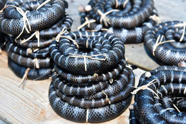 Yoko và Setsuko bắt chúng mà không cần găng tay hay dụng cụ gì hỗ trợ.