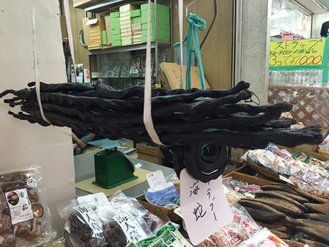 Thời vương quốc Ryukyu, rắn biển này được bắt để dành cho vua vì tác dụng làm thuốc.