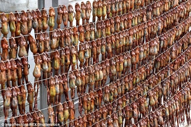 Trong đó, 2 giá treo ếch được đặt trước một cửa hàng. Các con ếch đã chết được treo lên trong thời gian 20-30 ngày cho đến khi chết khô.