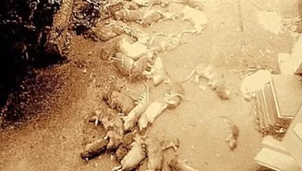 Khung bo hang xom bang... 50 con chuot chet