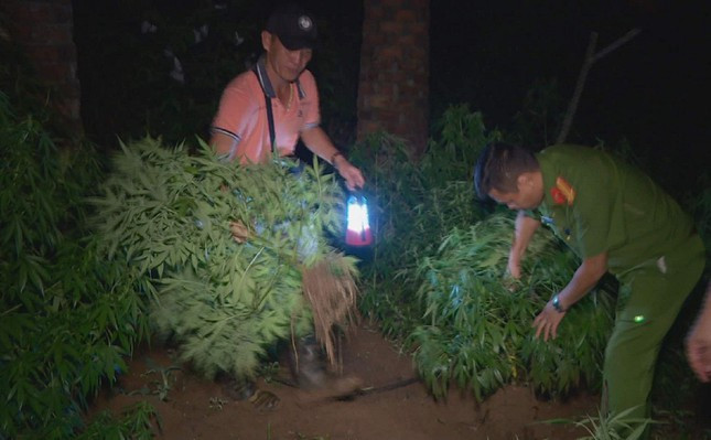  Bị bắt vì nhận giống hạt cần sa từ người lạ mang về trồng: Công an tỉnh Đắk Lắk vừa khởi tố bị can, bắt tạm giam 4 tháng Lê Đình Đệ (48 tuổi) để điều tra về hành vi mua bán trái phép chất ma tuý. Trước đó, lực lượng chức năng phát hiện tại vườn nhà ông Đệ đang trồng trái phép 250 cây cần sa, cao từ 10cm-2m. Bước đầu, ông Đệ khai, được một người lạ ở TP Buôn Ma Thuột cho hạt gieo trồng và hướng dẫn cách chăm sóc, thu hoạch. Sau đó, người này sẽ mua lại hoa cần sa khô của ông Đệ với giá 3 triệu đồng/1kg. 