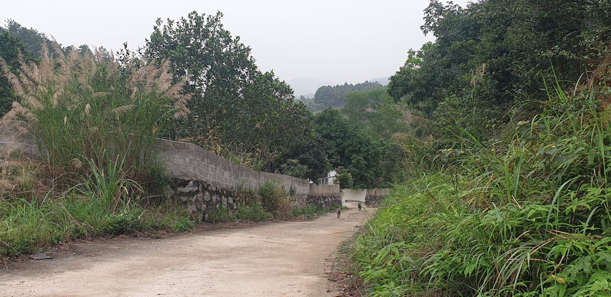 Quang Ninh: Cong ty Trung Tien mai me ban dat, cham trong cay-Hinh-2