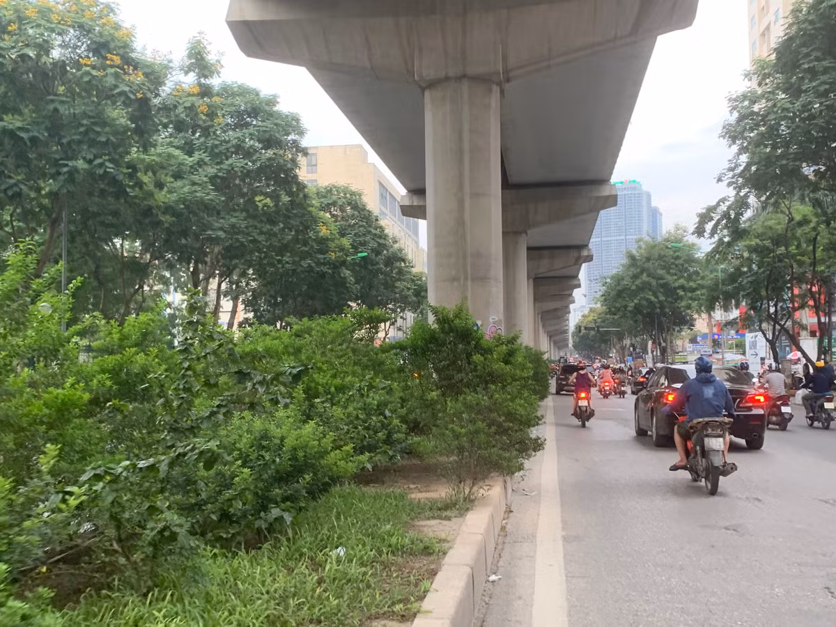 Thậm chí, cỏ dại cũng đua nhau mọc trên dải phân cách nhưng không được công ty môi trường, cây xanh dọn dẹp.