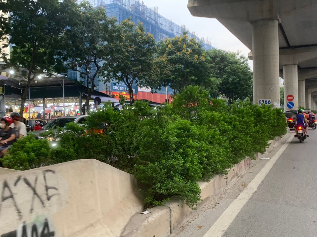 Những bụi cây nuốt trọn dải phân cách.