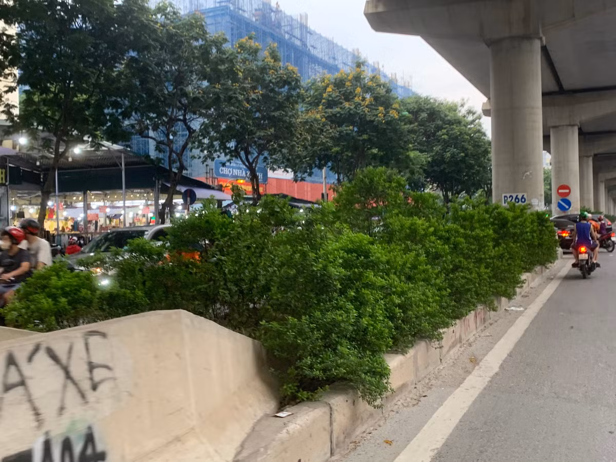 Những bụi cây nuốt trọn dải phân cách.