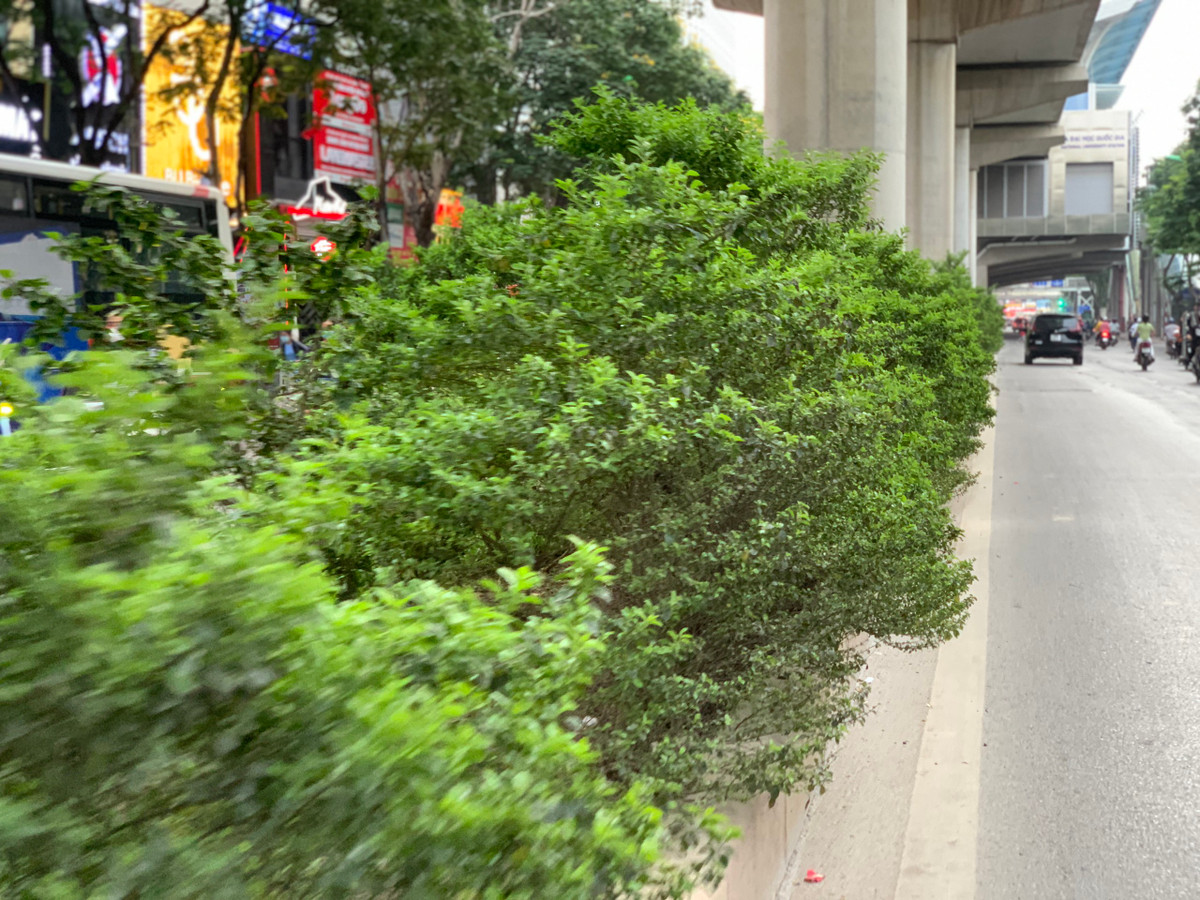 Cây cối mọc tràn lan trên tuyến đường Xuân Thủy mà không có bàn tay thu dọn của các công nhân đô thị.