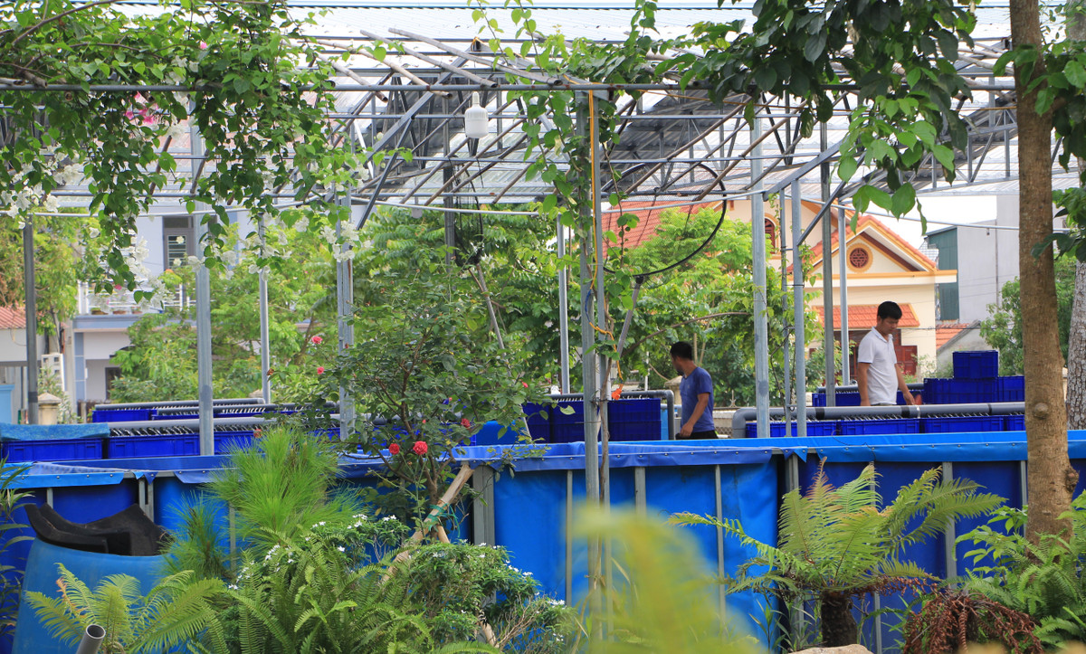 Một phần diện tích đất công viên đã bị cho thuê để làm khu nuôi cá Koi. Điều này đi ngược lại với mục đích của dự án nhưng không bị cơ quan chức năng TP Uông Bí kiểm tra, xử lý.