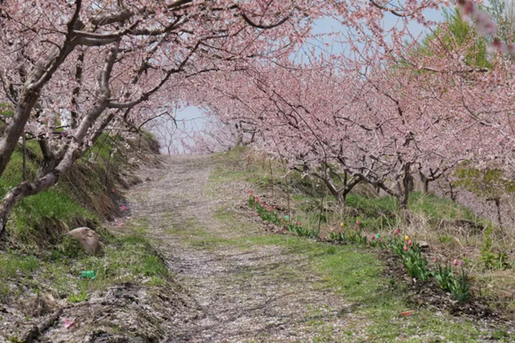 Điểm mạnh của Porsche 911 Dakar cũng chính là chìa khóa giúp đại gia Hải Phòng có thể dễ dàng chinh phục nhiều địa hình khác nhau chính là việc khoảng sáng gầm cao hơn 50 mm so với xe tiêu chuẩn. Ngoài ra, chiếc xe Porsche 911 Dakar còn có thể tăng thêm 30 mm nữa ở chế độ High Level.