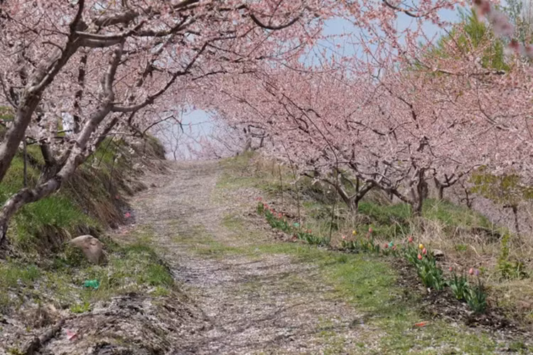 Điểm mạnh của Porsche 911 Dakar cũng chính là chìa khóa giúp đại gia Hải Phòng có thể dễ dàng chinh phục nhiều địa hình khác nhau chính là việc khoảng sáng gầm cao hơn 50 mm so với xe tiêu chuẩn. Ngoài ra, chiếc xe Porsche 911 Dakar còn có thể tăng thêm 30 mm nữa ở chế độ High Level.