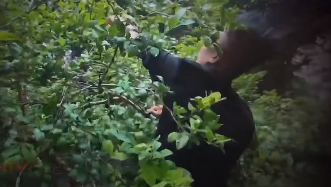 Theo lời khai của Vi Văn Hai, trưa 2/7/2015, gia đình anh ta nhờ một số người trong bản đi kéo gỗ về để dựng nhà. Sau khi dựng xong, nhà Hai tổ chức liên hoan cảm ơn mọi người đến giúp. Khi làm cơm do thiếu chanh, thanh niên này đi tới lán của anh Lo Văn Thọ hái quả. Sau đó, Hai vào lán của anh Thọ xin muối ăn. Tại đây, Hai xảy ra mâu thuẫn với anh Thọ.