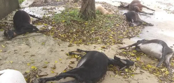  Vào nghĩa trang kiếm ăn, đàn dê 11 con chết bất thường: Ngày 16/5, ông Nguyễn Thanh Bình - Chủ tịch UBND xã Văn Sơn (Đô Lương, Nghệ An) cho biết, chỉ trong vài ngày, 11 con dê của 1 hộ dân tại xã Yên Sơn chết bất thường sau khi vào kiếm ăn tại khu vực nghĩa trang xã Văn Sơn. Hiện, vụ việc đang được cơ quan chức năng điều tra, làm rõ.