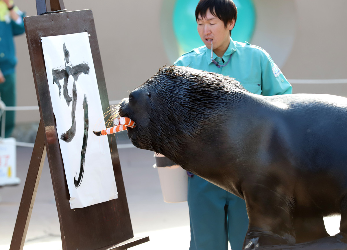 Tại thủy cung Hakkeijima ở thành phố Yokohama, chú hải cẩu tên "Leo" được hướng dẫn viết chữ "lợn" theo tiếng Nhật. Trong văn hóa Á Đông, năm mới âm lịch 2019 là năm con lợn (Kỷ Hợi). Ảnh: Reuters.