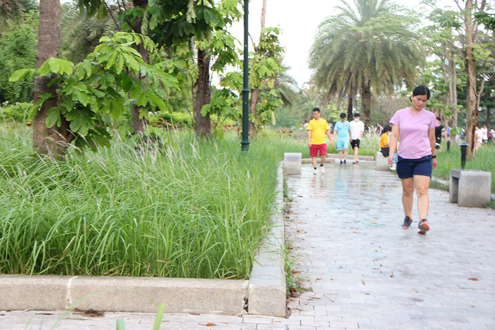 Một số đường ven hồ cỏ dại mọc um tùm. 