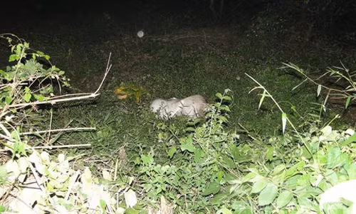 Phat hien thi the trong bao nylon tai khu du lich bo hoang