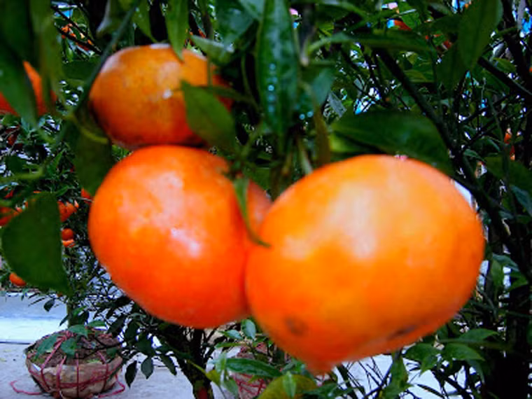  Trái cây giàu vitamin C. Cam, quýt, bưởi là những “ứng cử viên” hàng đầu trong việc cung cấp nguồn vitamin C. Bên cạnh đó, loại quả này còn có nhiều quercetin và limonoids có tác dụng chống viêm, khử trùng, chống dị ứng và ung thư. 